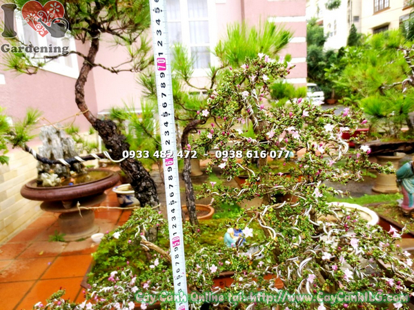 cay hong loan mai bonsai cao 70cm