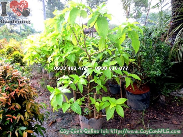 cay la trang lon cao 1m7 