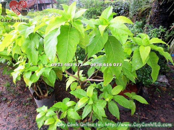 cay la trang lon cao 1m7 