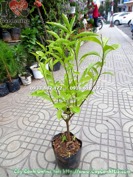 cay lai nhat giong 50cm