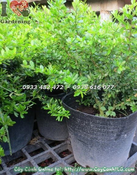 cây linh sam lá nhỏ hoa tím cao 50cm 