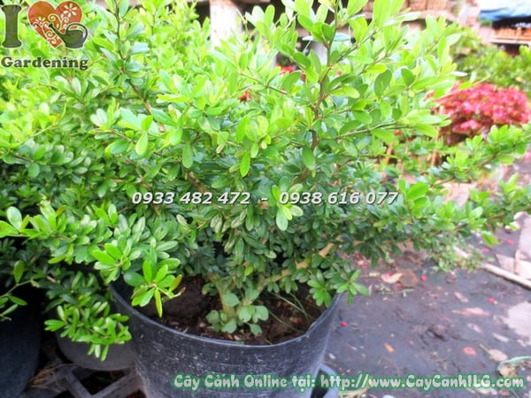 cây linh sam lá nhỏ hoa tím cao 50cm 