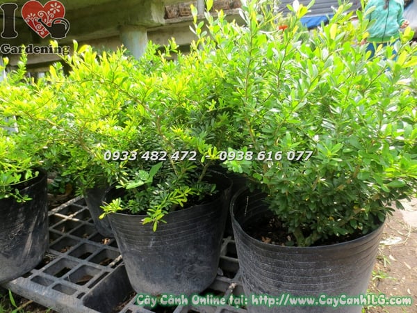 cây linh sam lá nhỏ hoa tím cao 50cm 