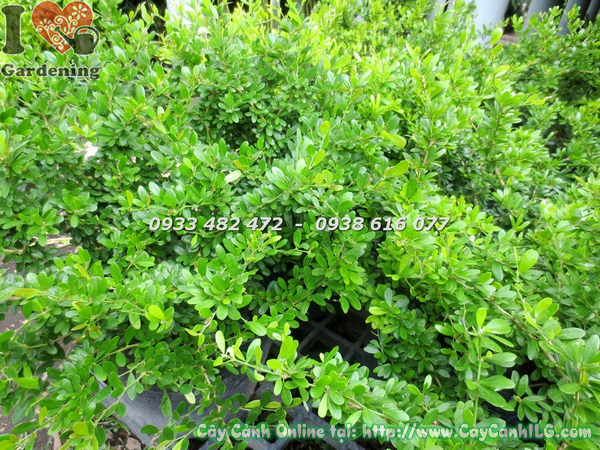 cây linh sam lá nhỏ hoa tím cao 50cm 