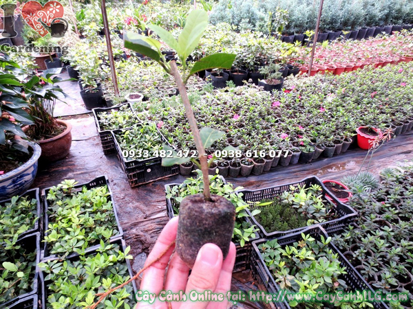 cay mai xanh giong trong vien nen