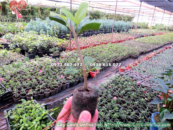 cay mai xanh giong trong vien nen