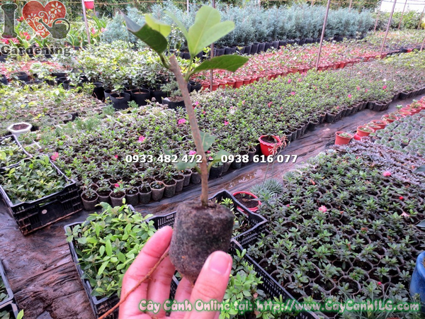 cay mai xanh giong trong vien nen