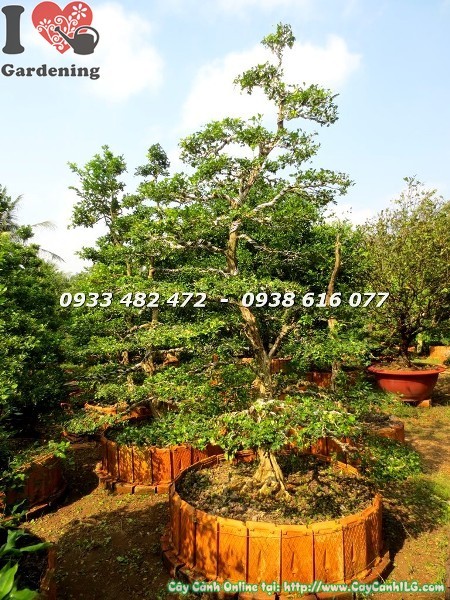 cay nguyet que bonsai cao 3m (3)