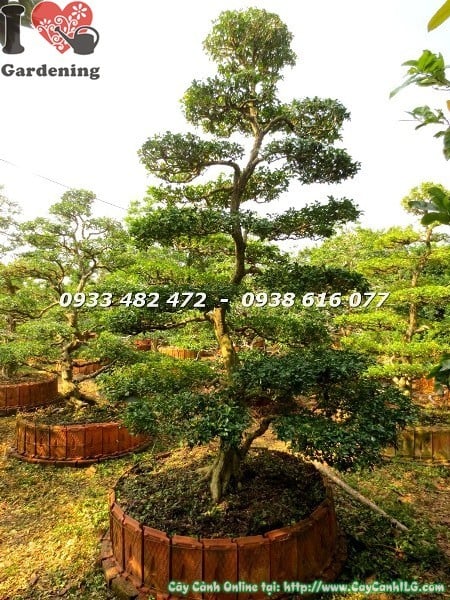 cay nguyet que bonsai kieng co hoanh 90cm cao 3m