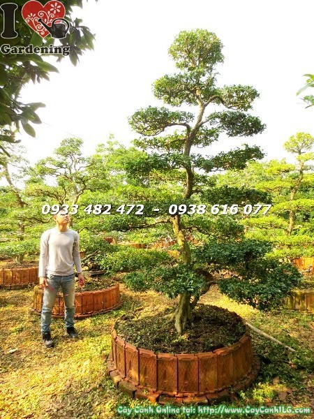 cay nguyet que bonsai kieng co hoanh 90cm cao 3m