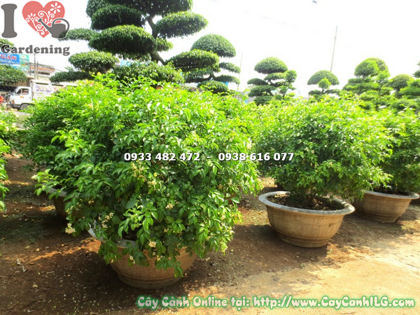 cay nguyet que cat tron 70cm 