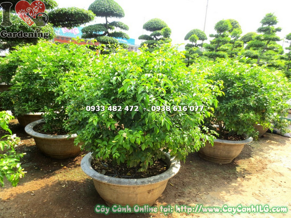 cay nguyet que cat tron 70cm 