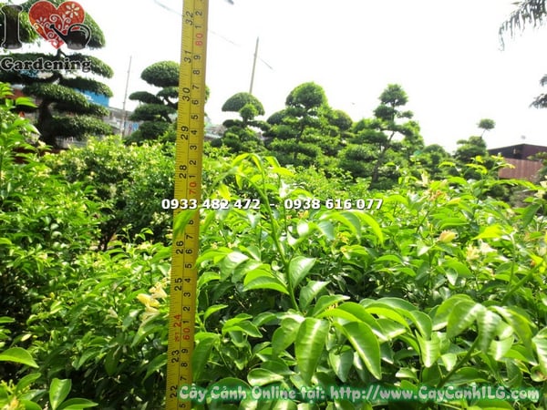 cay nguyet que cat tron 70cm 