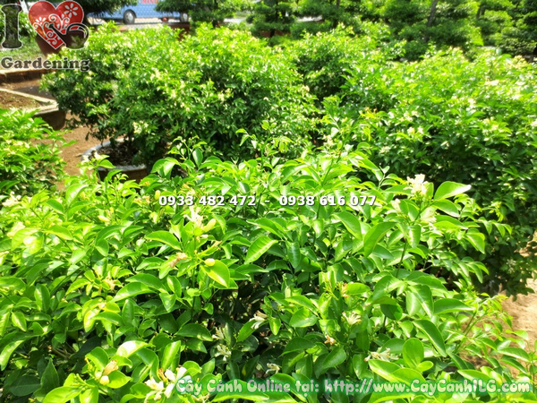 cay nguyet que cat tron 70cm 