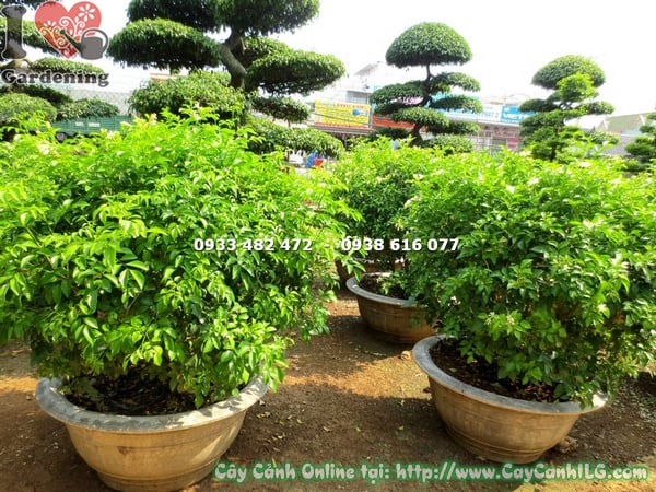 cay nguyet que cat tron 70cm 