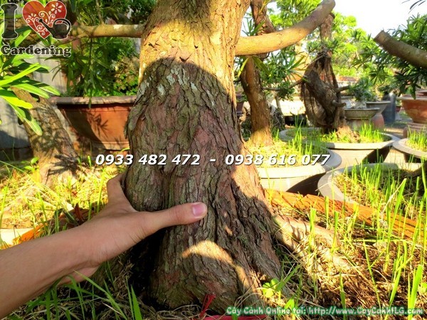cay-phoi-van-nien-tung-dai-loan-bonsai-hoanh-40cm-goc-dep