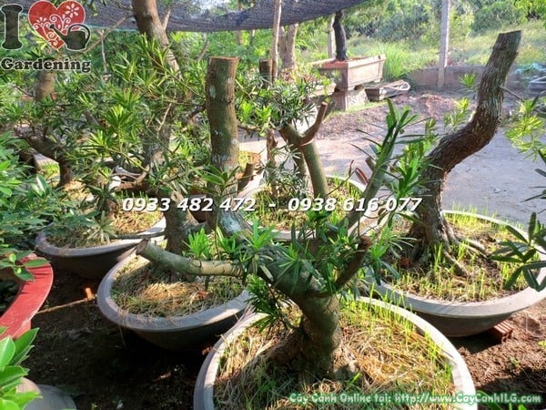 cay-phoi-van-nien-tung-dai-loan-bonsai-hoanh-40cm-goc-dep