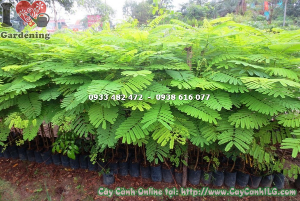 cay phuong vi cao 1m4