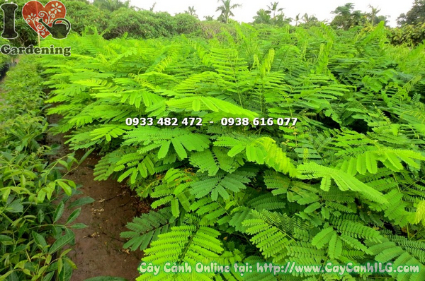 cay phuong vi cao 1m4
