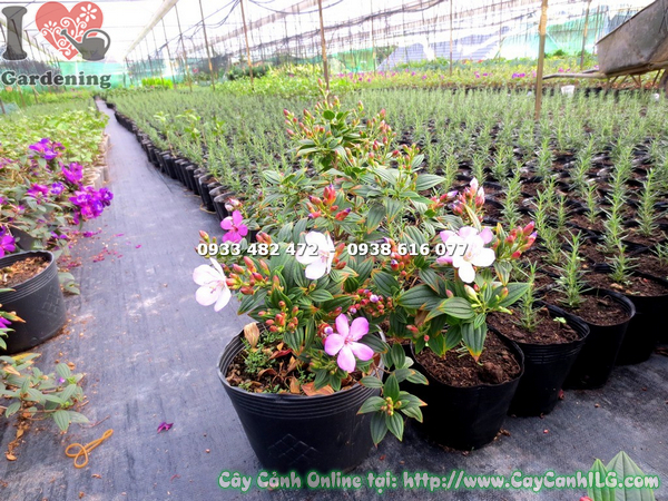 cay sim thai giong moi hoa hong cao 35cm (6)