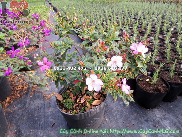 cay sim thai giong moi hoa hong cao 35cm (6)