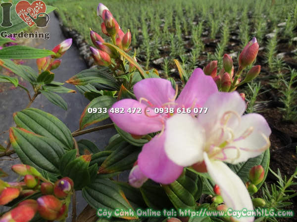 cay sim thai giong moi hoa hong cao 35cm (6)