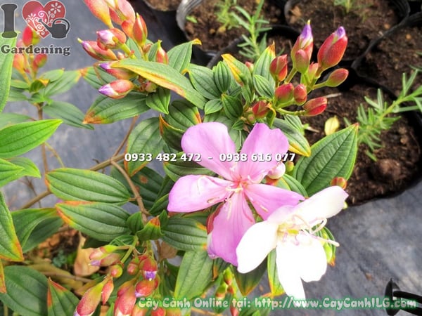 cay sim thai giong moi hoa hong cao 35cm (6)