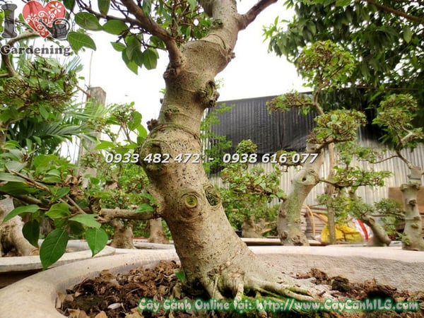cay sung bonsai cao 80cm 
