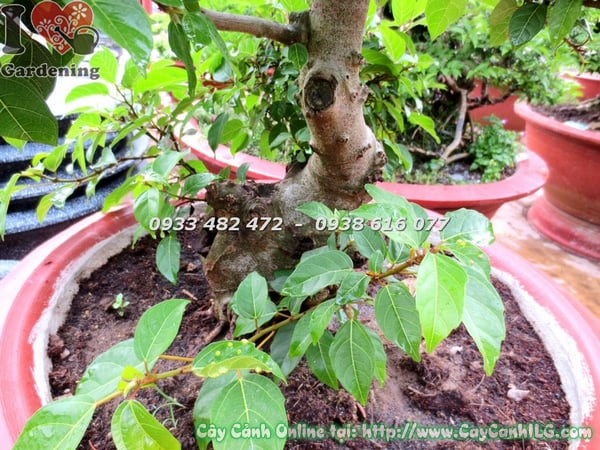 cay sung bonsai cao 80cm