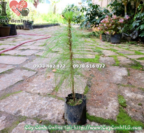 cay thong ba la cao 30cm