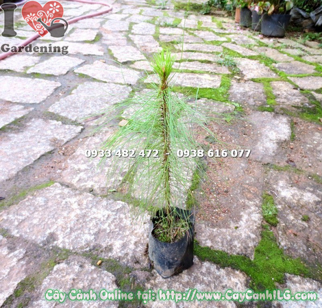 cay thong ba la cao 30cm