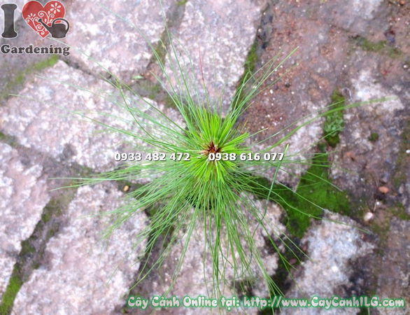 cay thong ba la cao 30cm