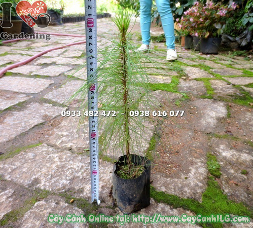 cay thong ba la cao 30cm