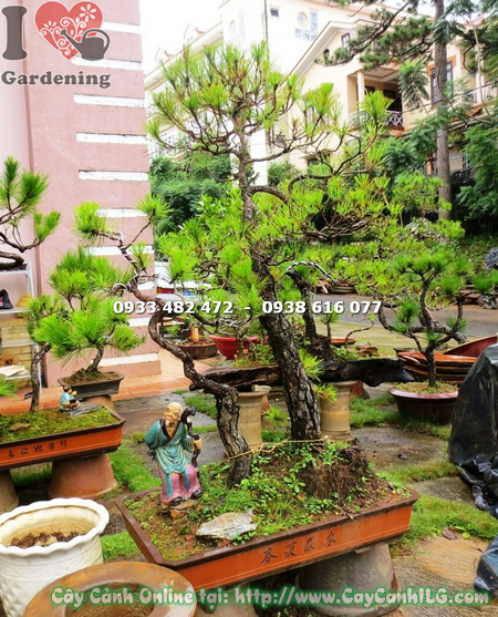 cay thong bonsai cao 1.2m 