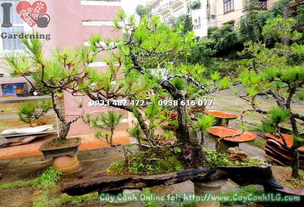 cay thong bonsai  90cm 