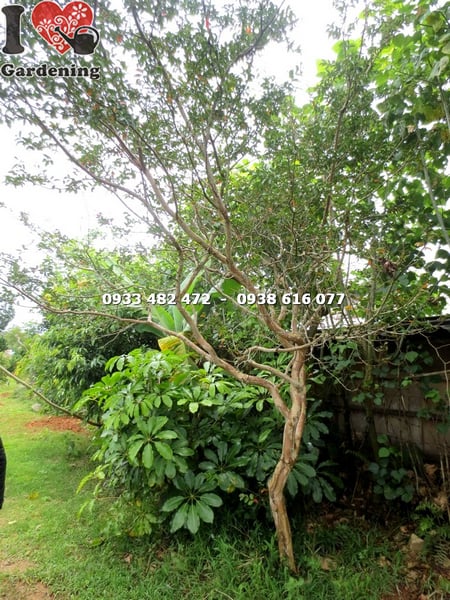 cay tuong vi goc lon cao 3m