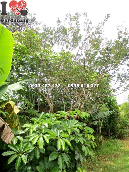 cay tuong vi goc lon cao 3m