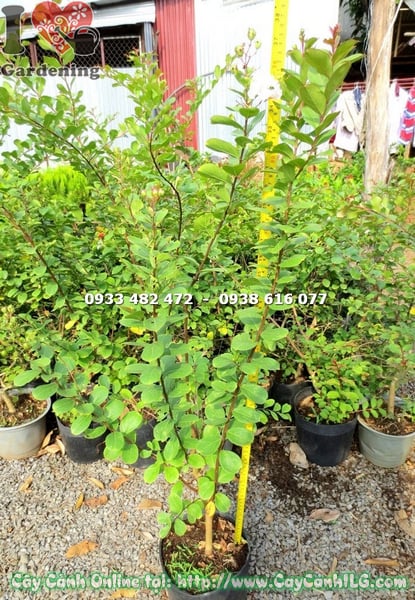 cay tuong vi hoa trang 80cm