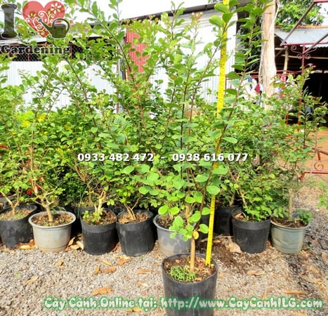 cay tuong vi hoa trang 80cm