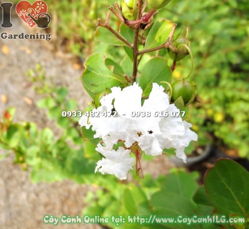 cay tuong vi hoa trang 80cm