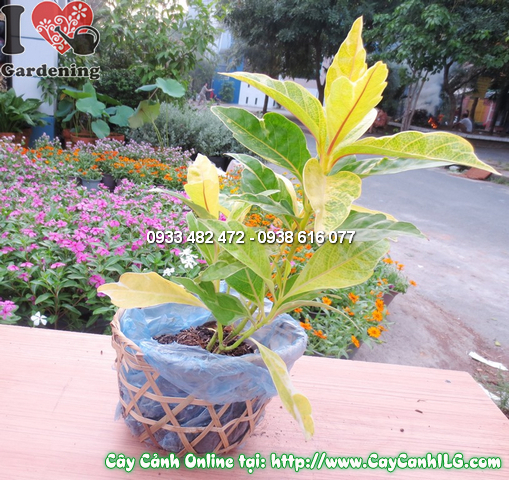 cay vang bac 25