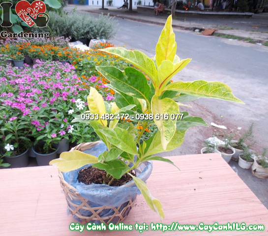 cay vang bac 25