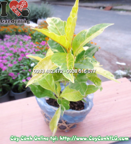 cay vang bac 25