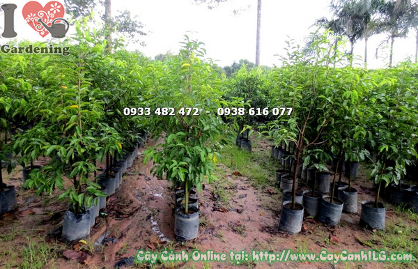 cay viet cao 1m4