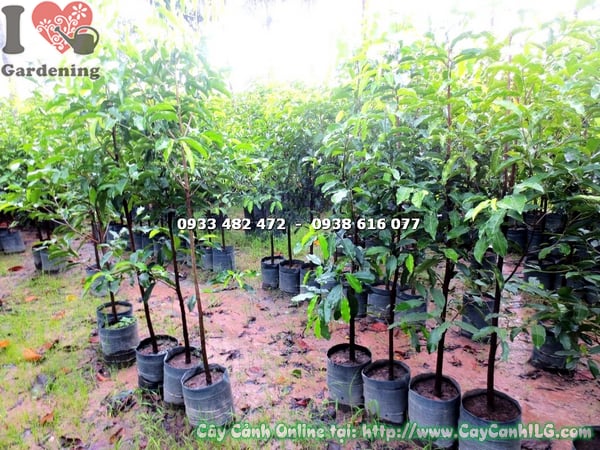 cay viet cao 1m4