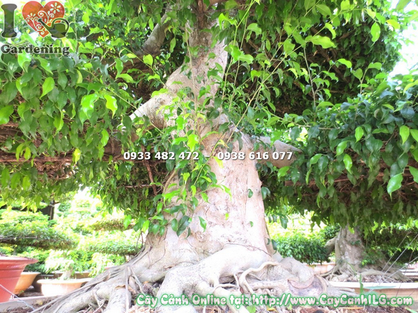 cay xanh bonsai kieng co co thu 3m