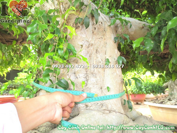 cay xanh bonsai kieng co co thu 3m