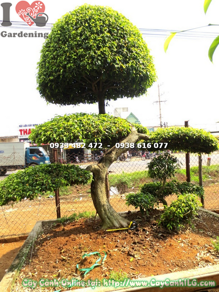 cay xanh bonsai kieng co dang phu tu 2m