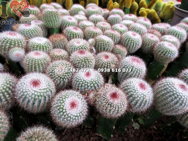 cay xuong rong banh sinh nhat cao 12cm 