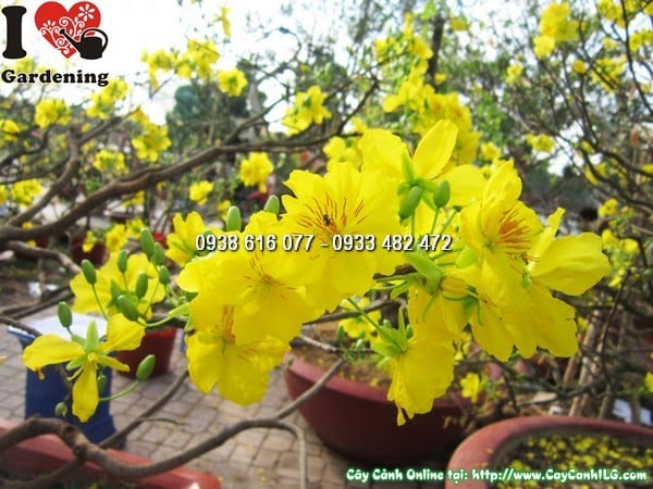 cay hoa canh tet
